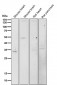 Anti-PAX6 Rabbit Monoclonal Antibody